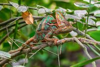 chameleon